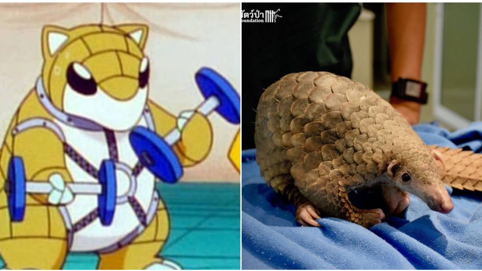 Pokemon Based On Animals Cover