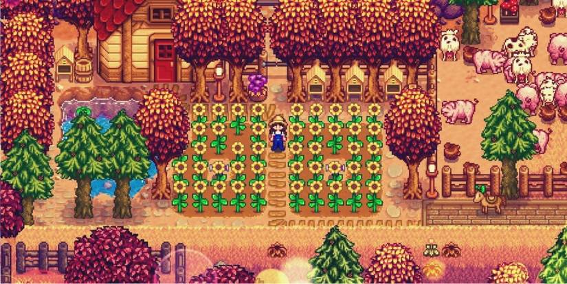 Sunflower field in Stardew Valley