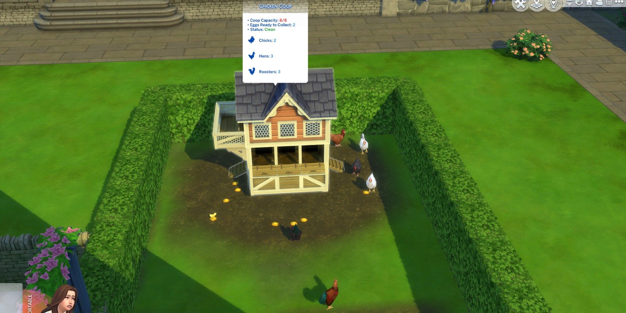 cover image for the sims 4 how to clean chickens