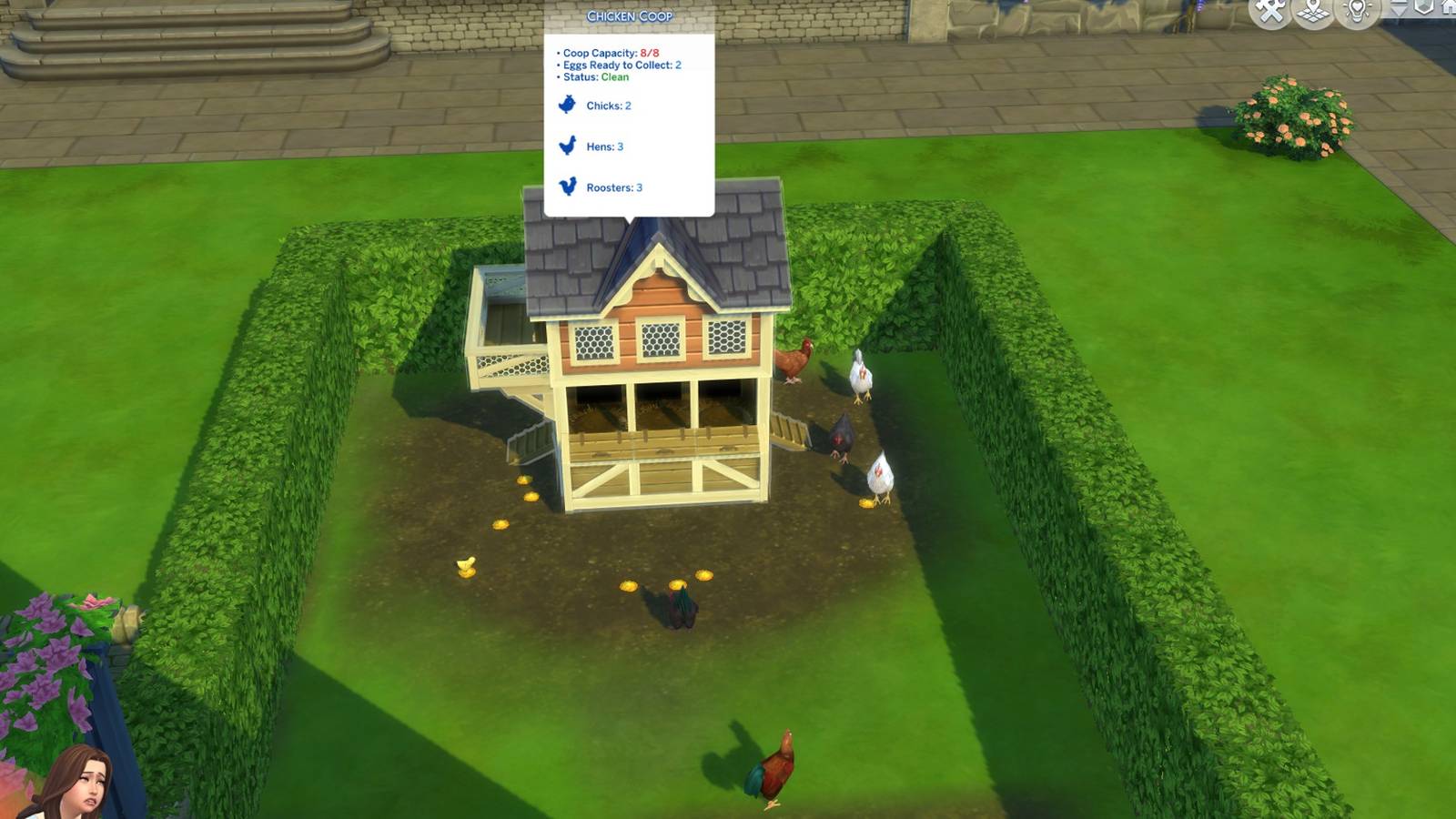 cover image for the sims 4 how to clean chickens