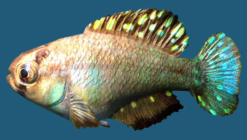 pearlfish skyrim elder scrolls fishing