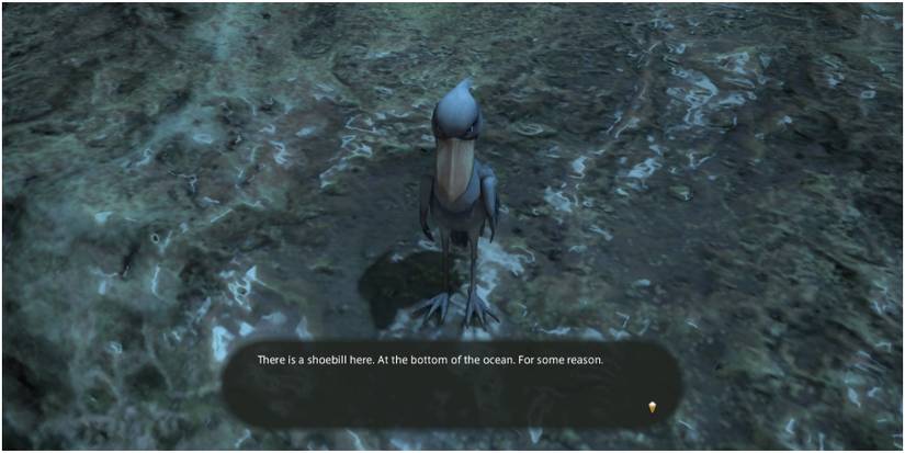 Shoebill underwater.