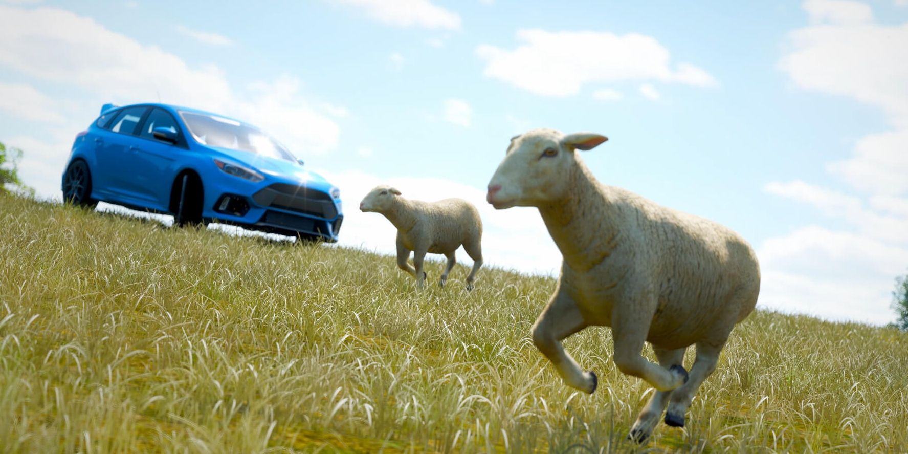 sheep running with a car in the background 