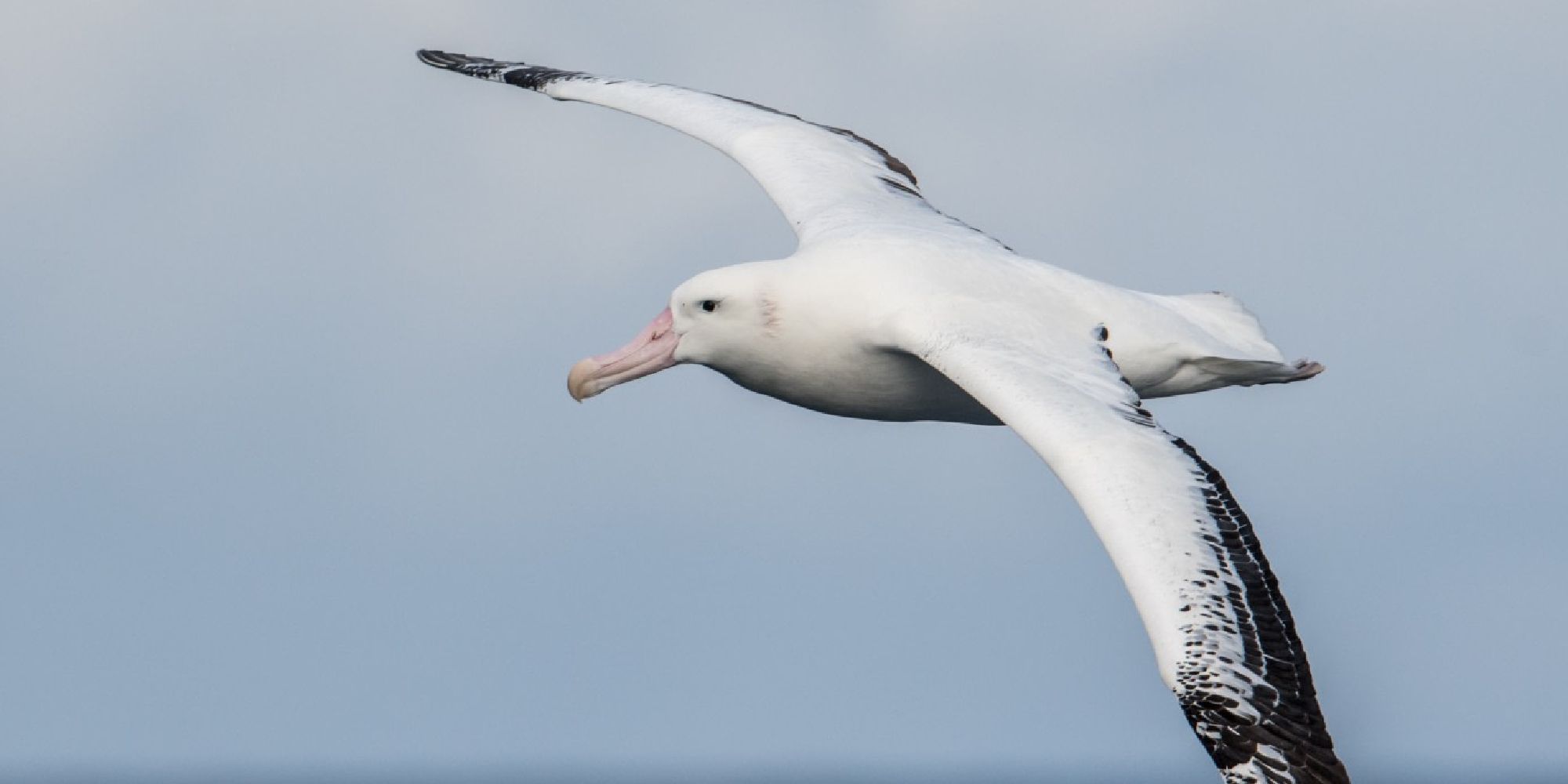An albatross flying over the sea