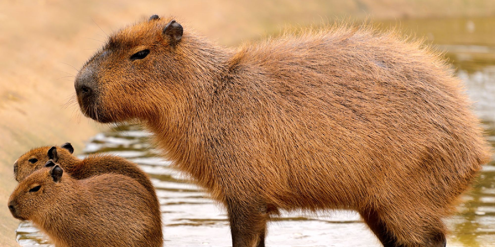 A large capybara standing behind two smaller capybara in a lake