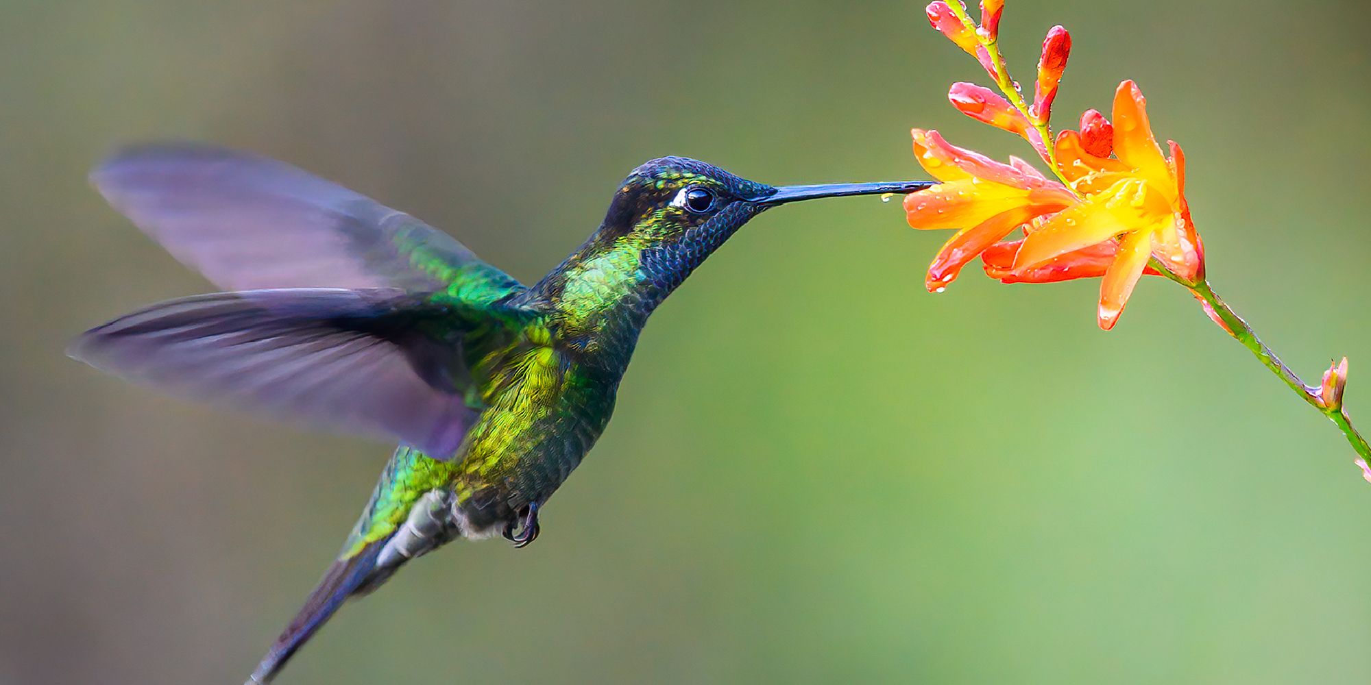 A hummingbird stealing nectar from a plant