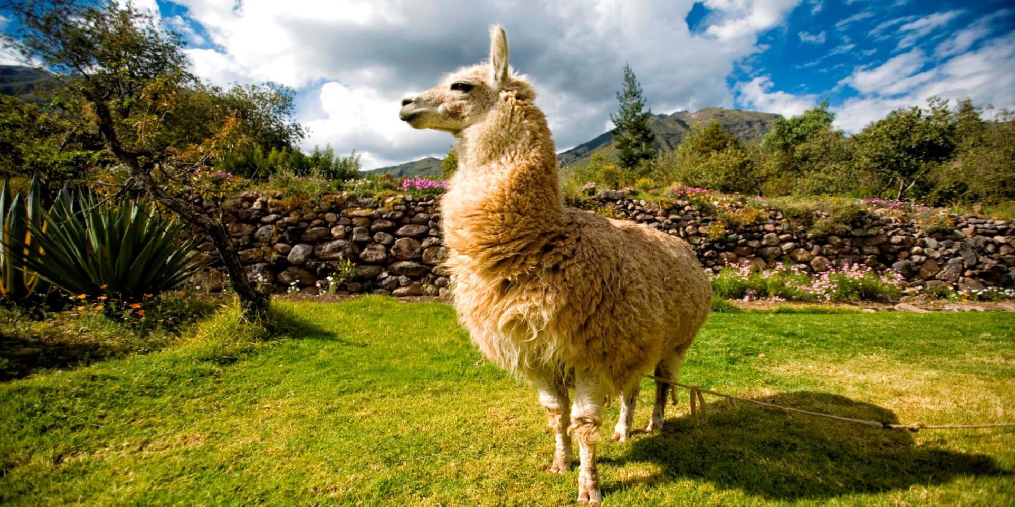 A wide angle shot of a domesticated llama standing in a yard