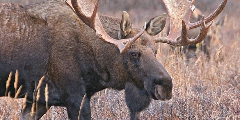 A moose standing in an open wheat field