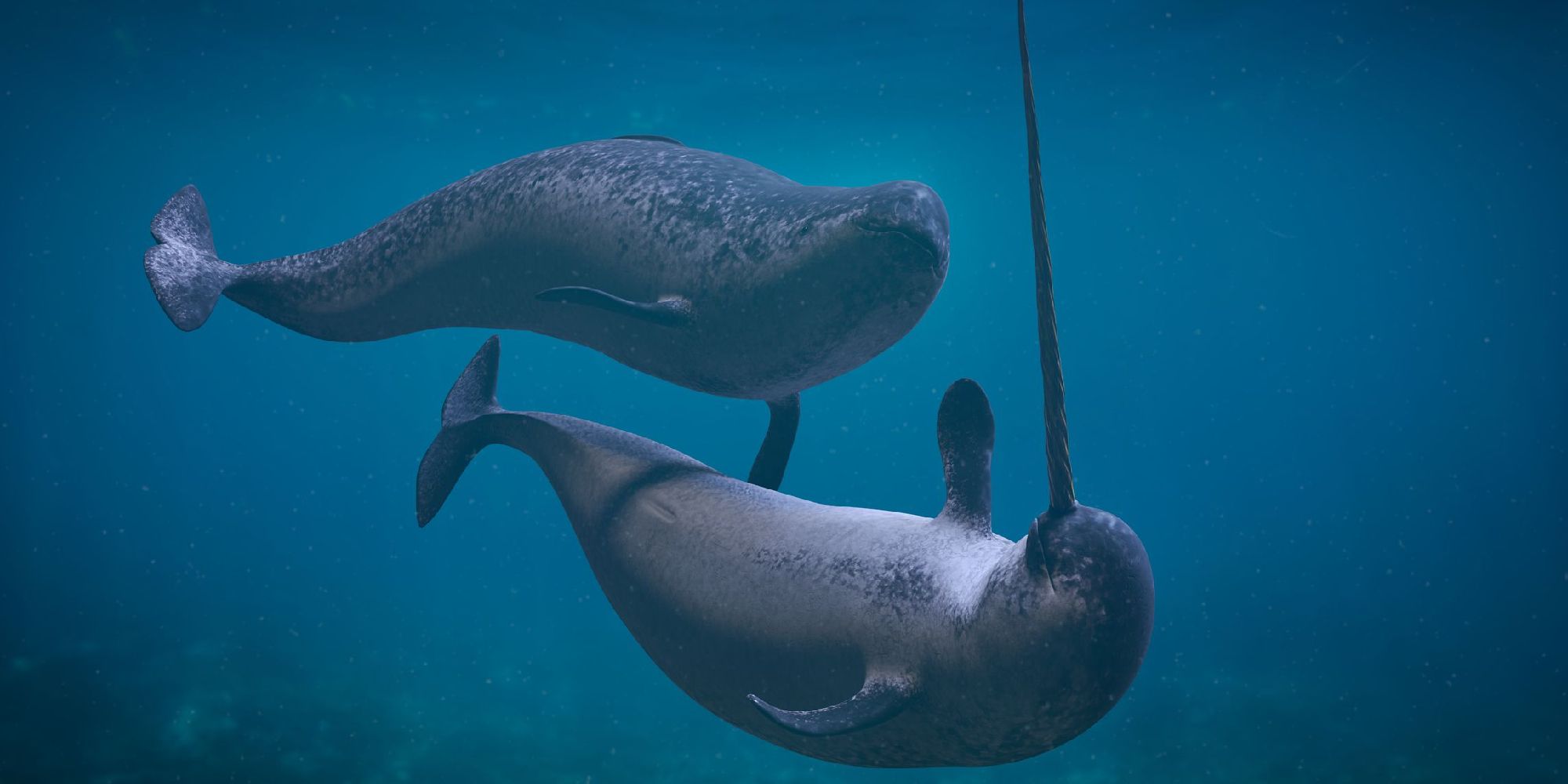 A narwhal swimming near another whale, almost touching it with its tusk