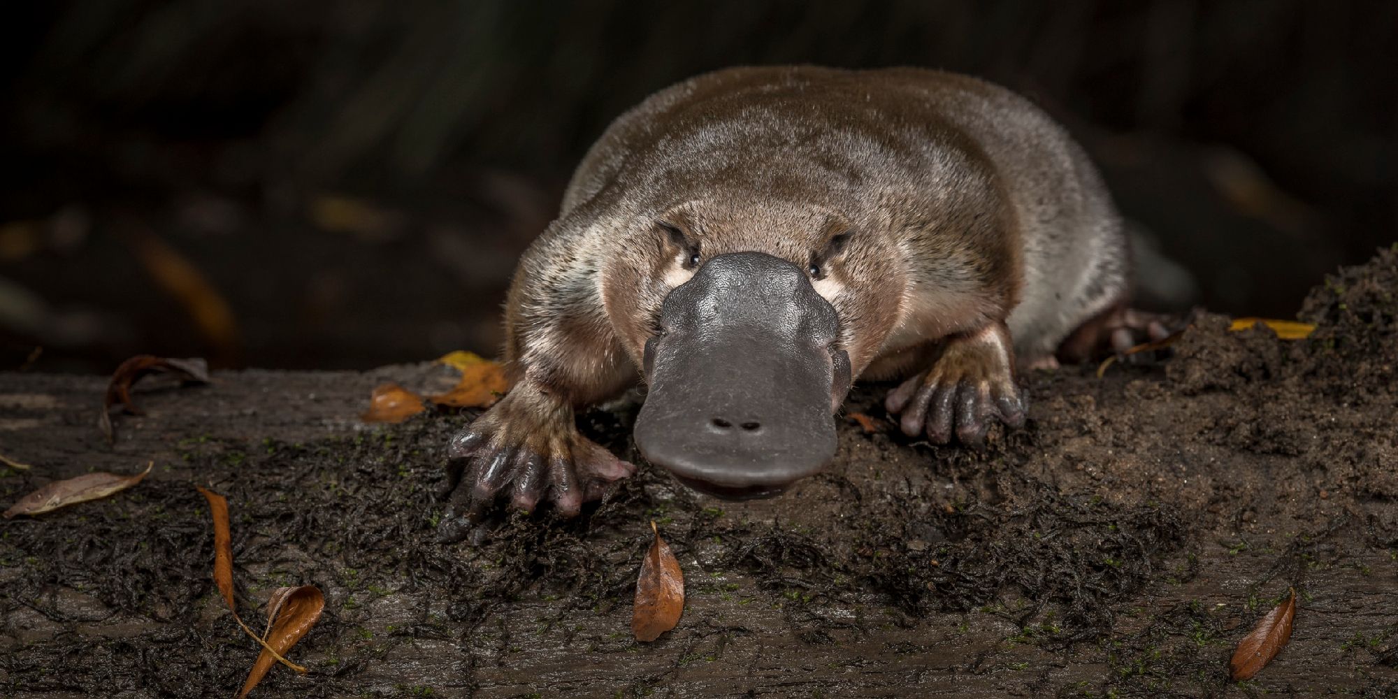 A muddy platypus holding onto a log