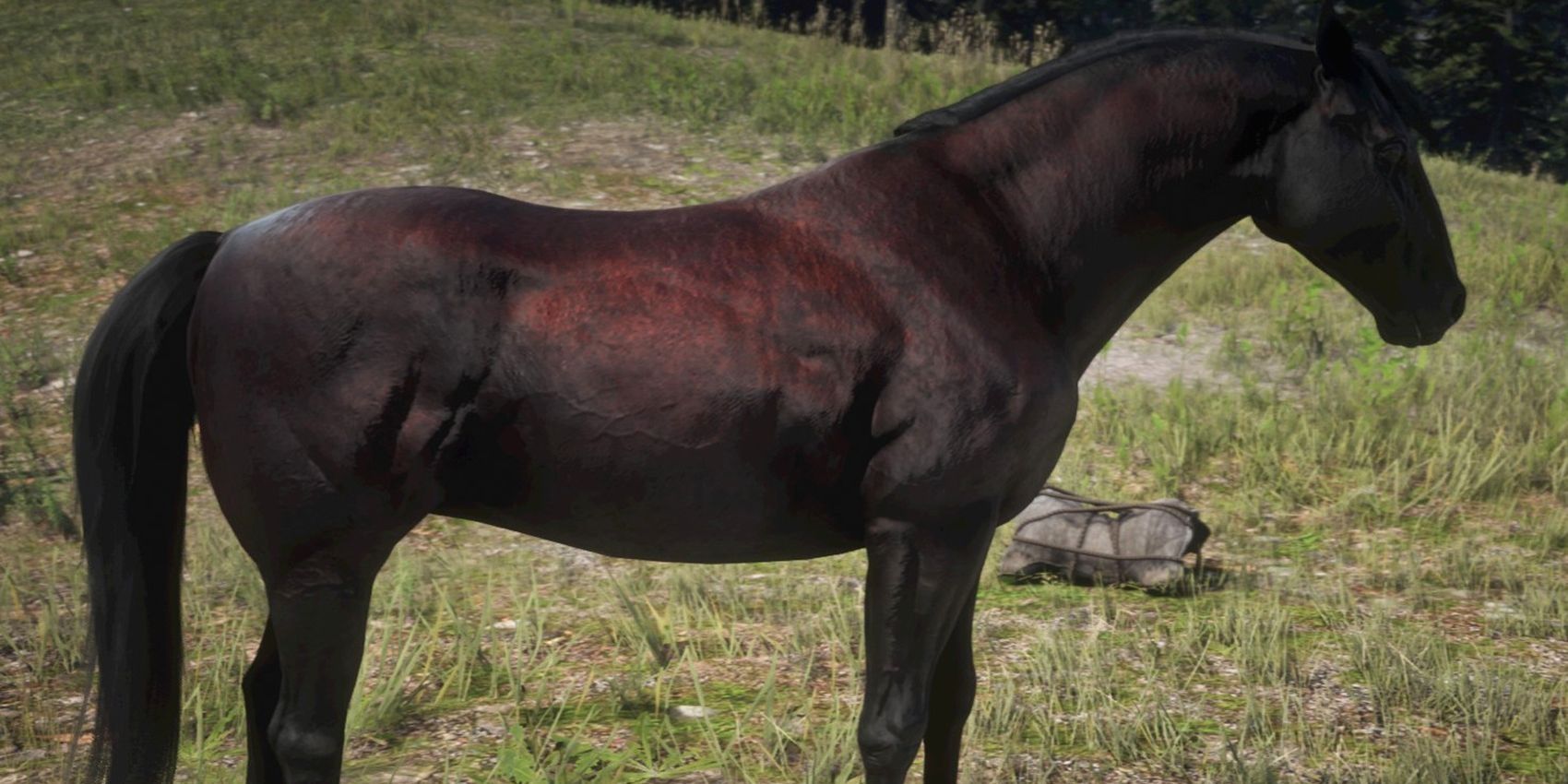 The Andalusian horse breed in Red Dead Redemption 2