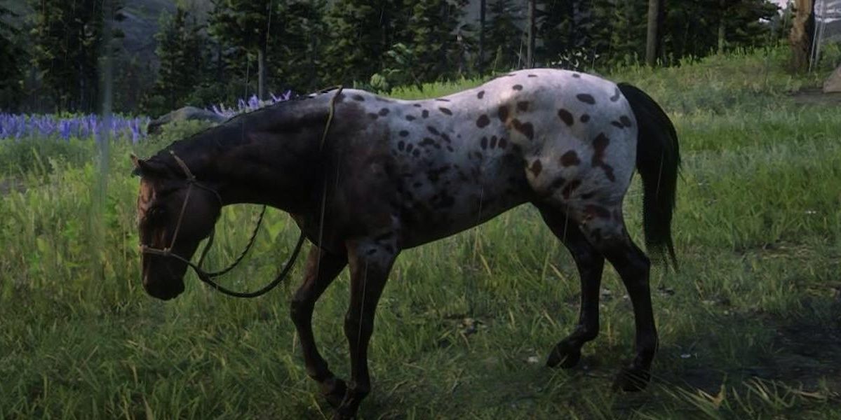 The Appaloosa horse breed in Red Dead Redemption 2