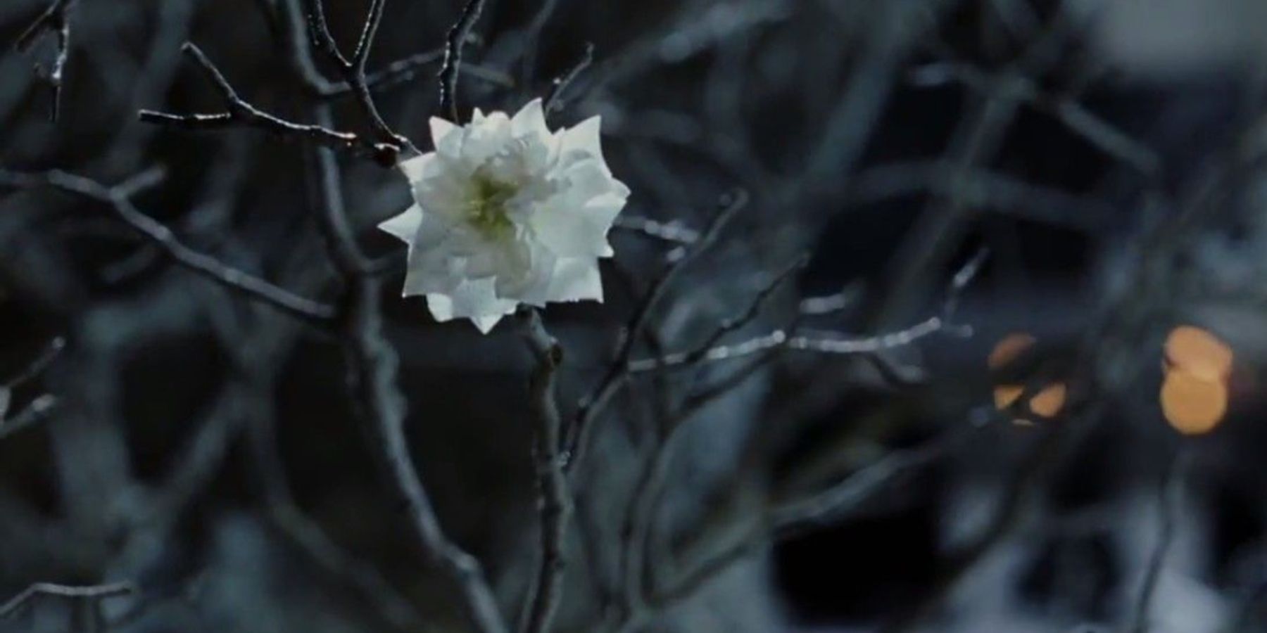 White Tree of Gondor In Bloom