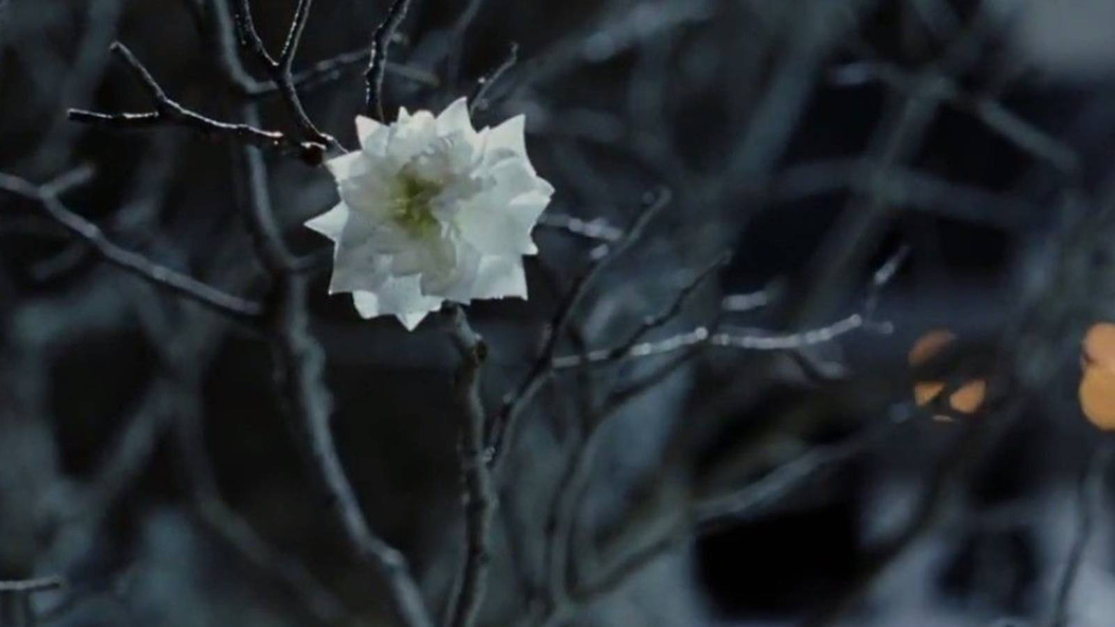 White Tree of Gondor In Bloom