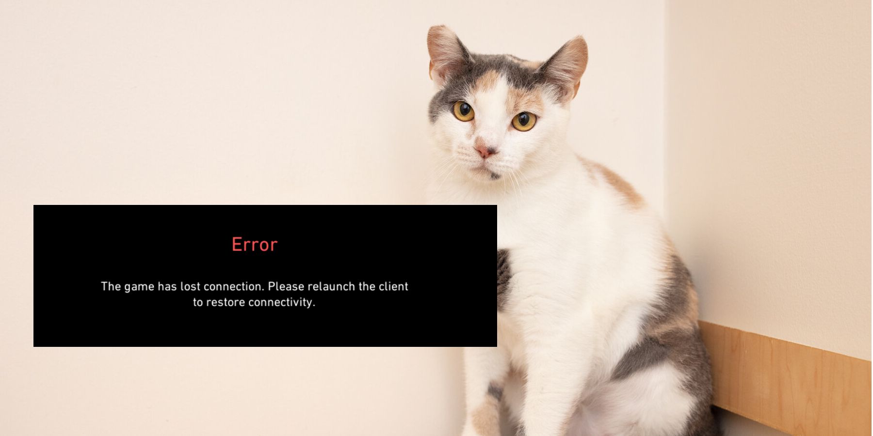 calico-cat-sitting-in-corner-lost-connection-error-message