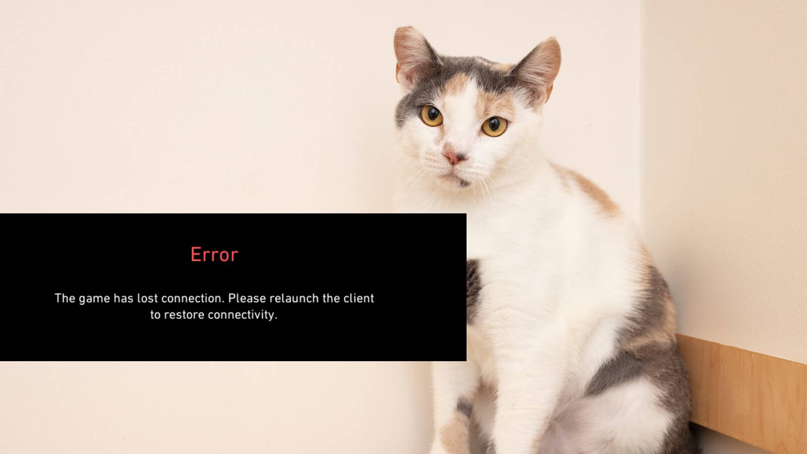 calico-cat-sitting-in-corner-lost-connection-error-message