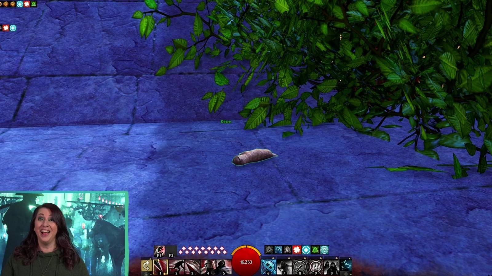 gw2 eod new kaineng city connor the kitten killer