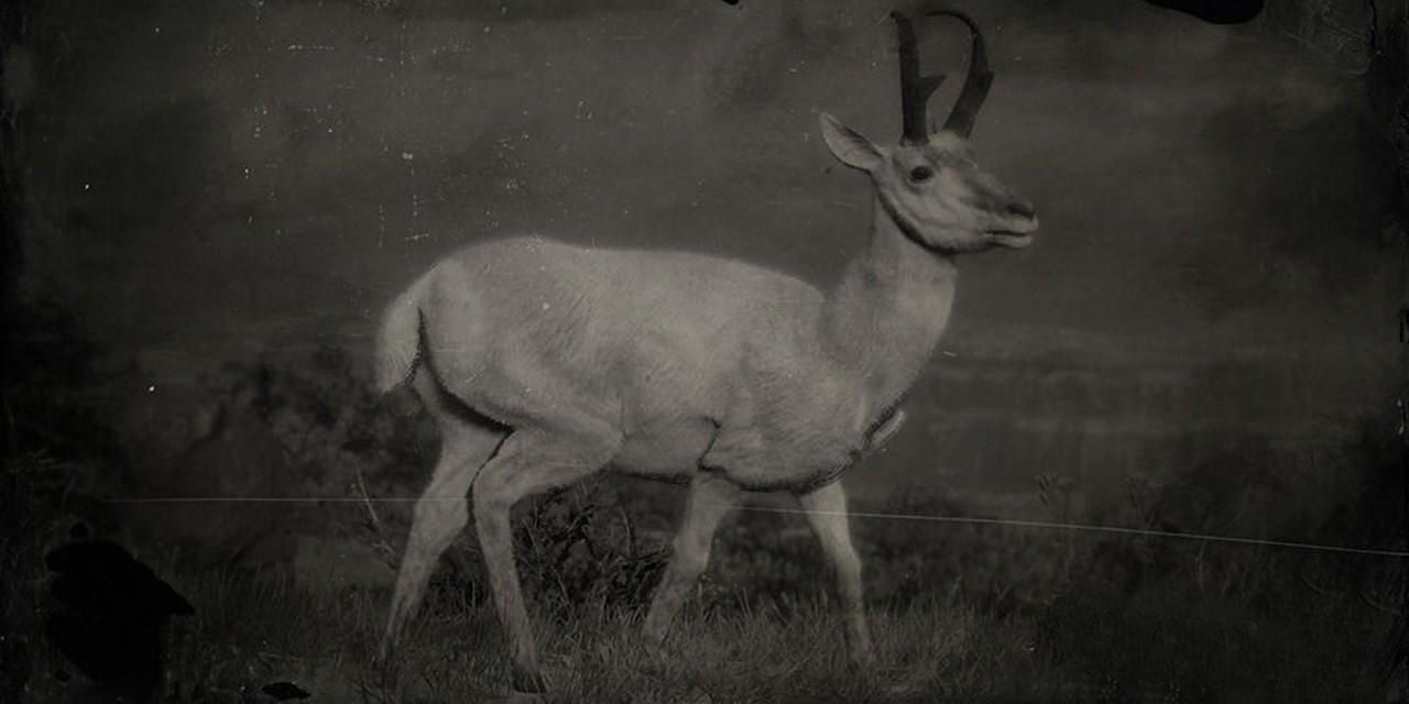 red-dead-online-best-animals-to-hunt-pronghorn