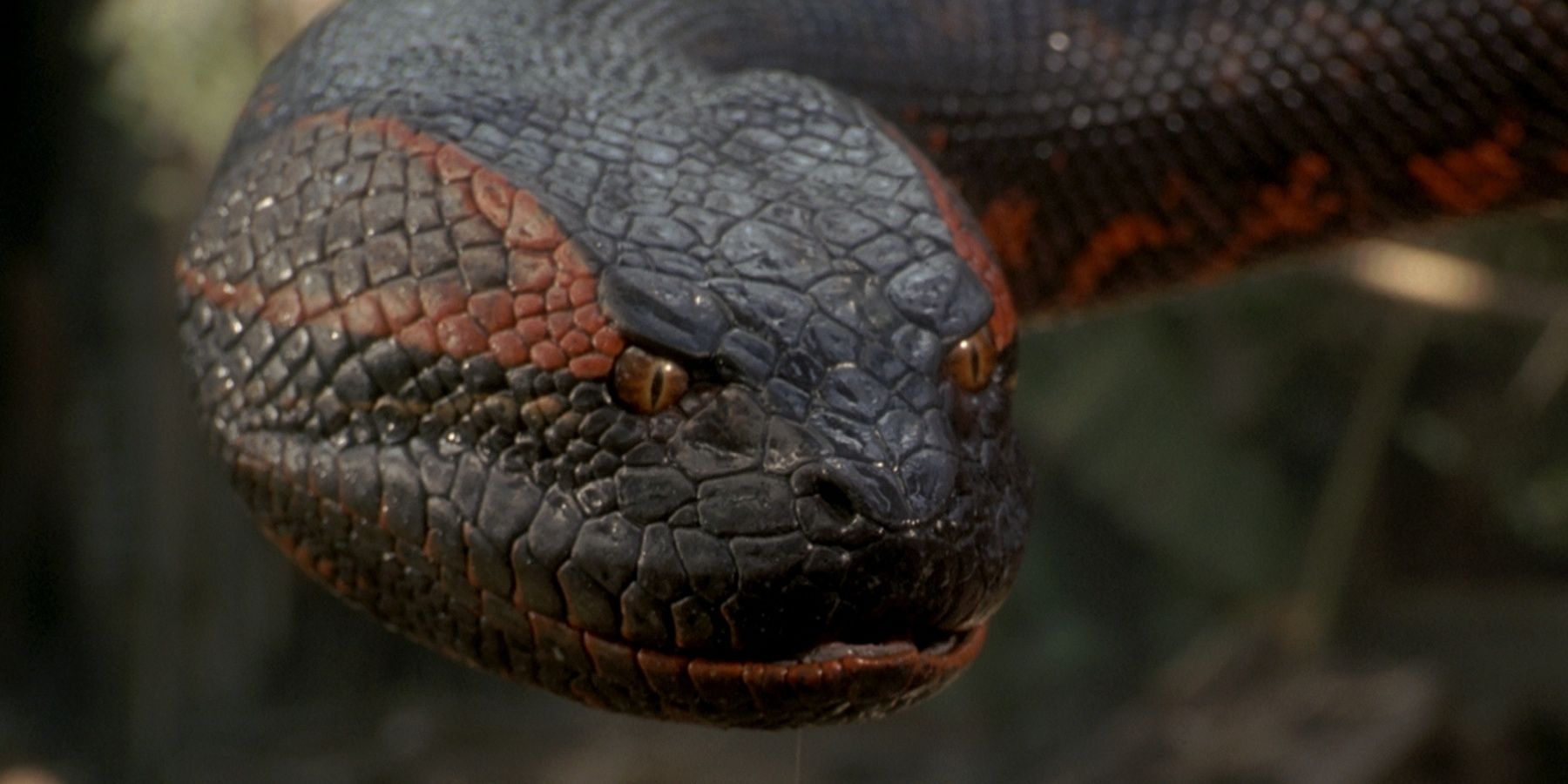 Anaconda-snake