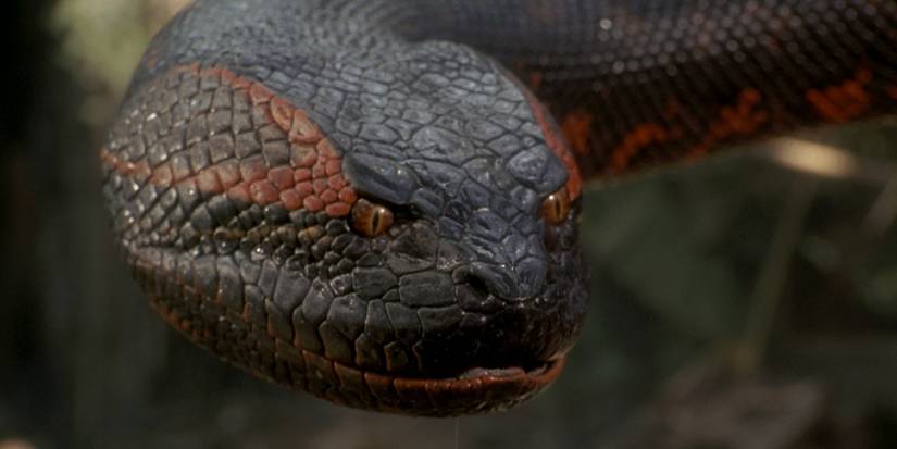 Anaconda-snake