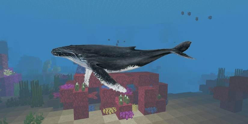 Animals That Should Be Added To Minecraft whales