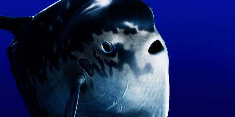 Beyond Blue Sunfish