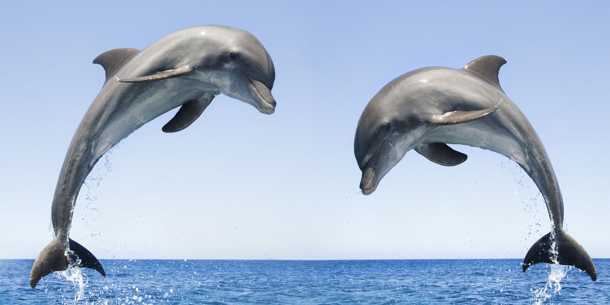 Two bottlenose dolphins leaping out of the water at the same time