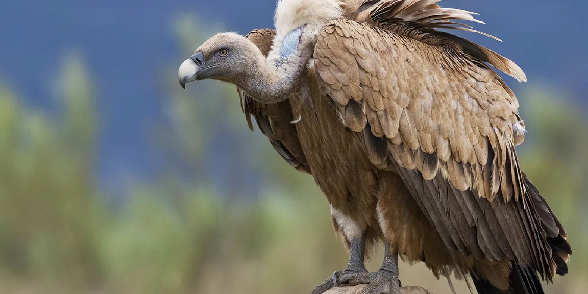 A griffon vulture perched on a rock in a field