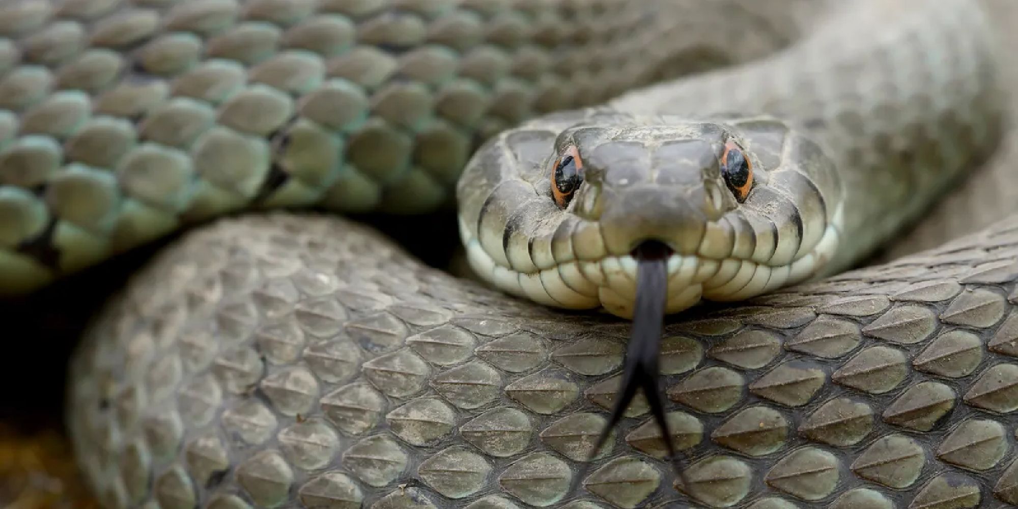 A close-up of a snake staring at the camera with its forked tongue out