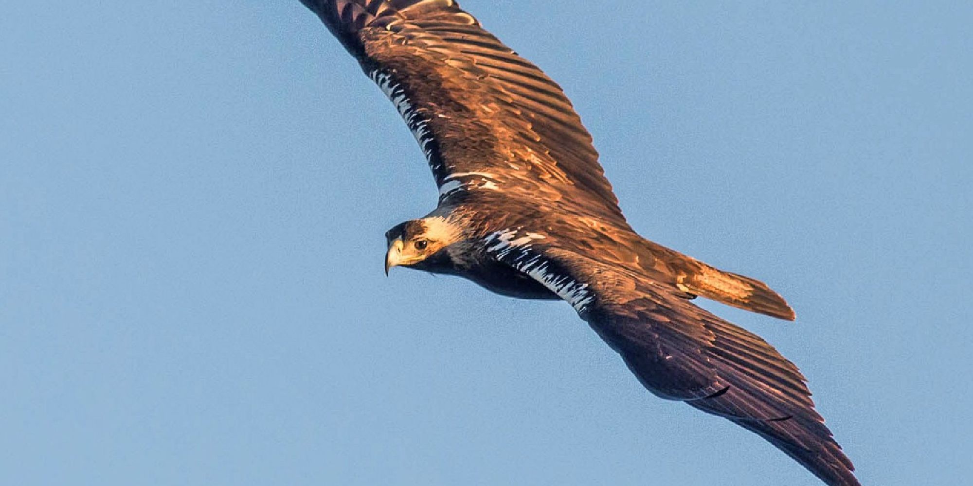 A Spanish imperial eagle soaring through the air