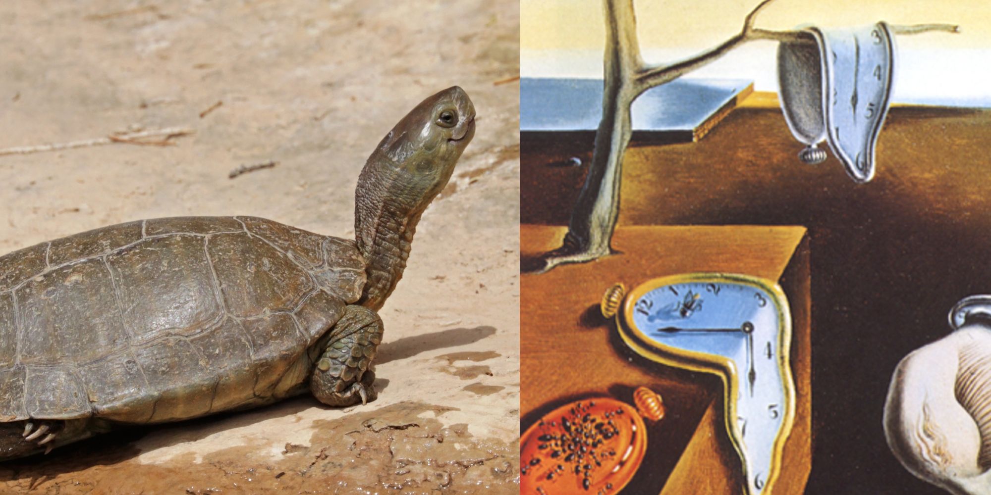 A spanish pond turtle coming from water onto land; Salvador Dali's Persistence of Memory, depicting melting clocks on a beach