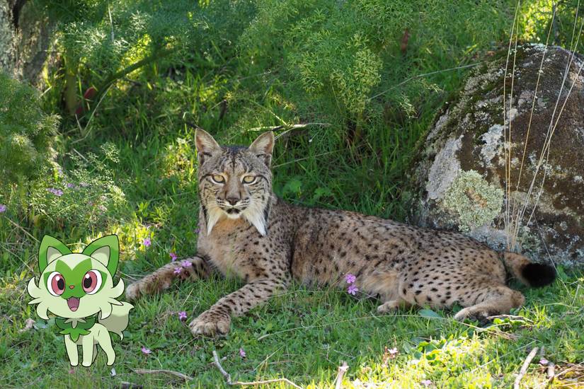 iberian lynx sprigatito