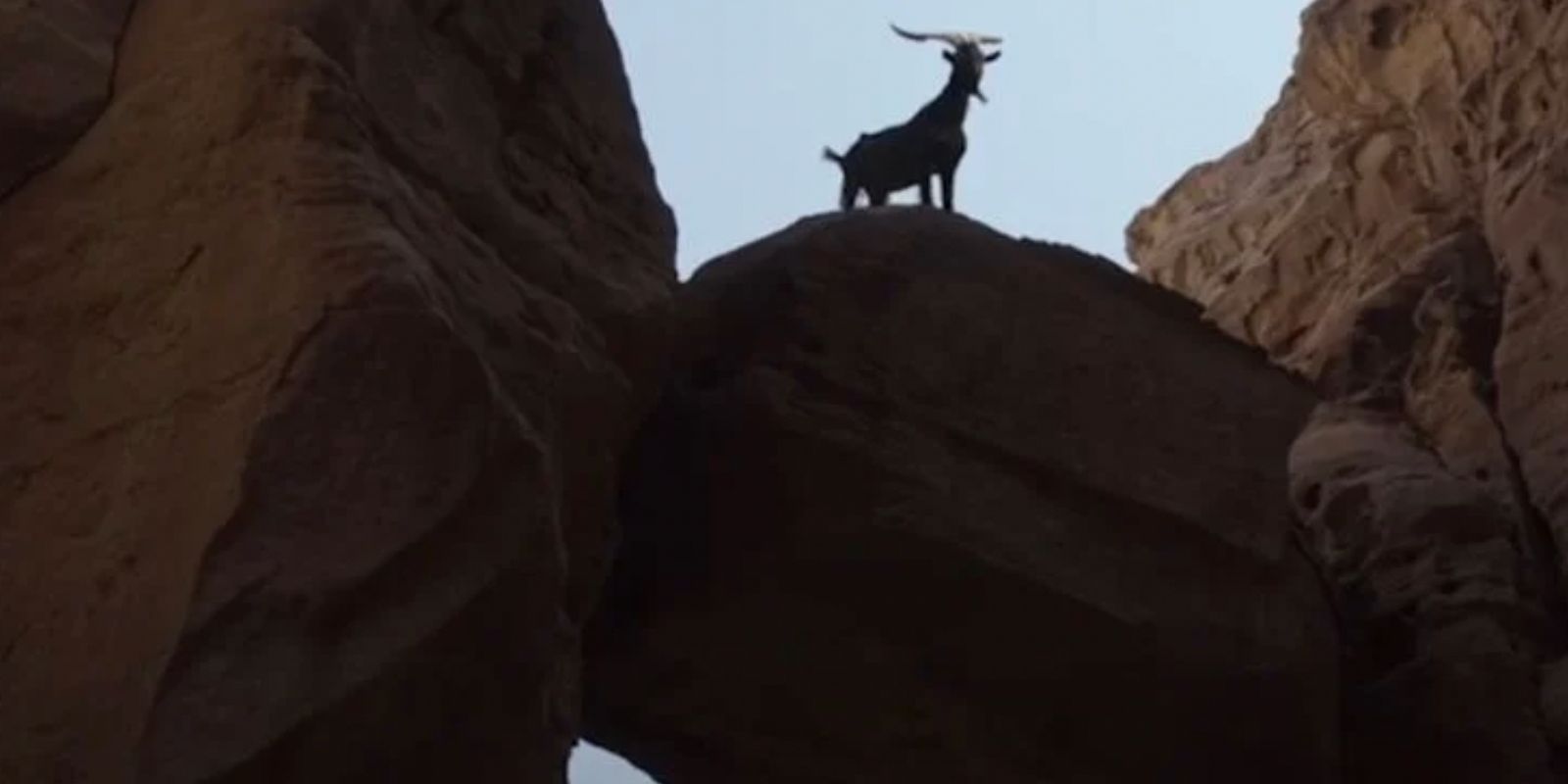 A goat on a cliff in Moon Knight Episode 4