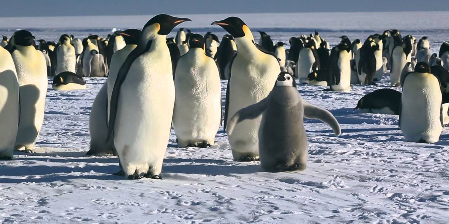 Nature Documentary March of the Penguins