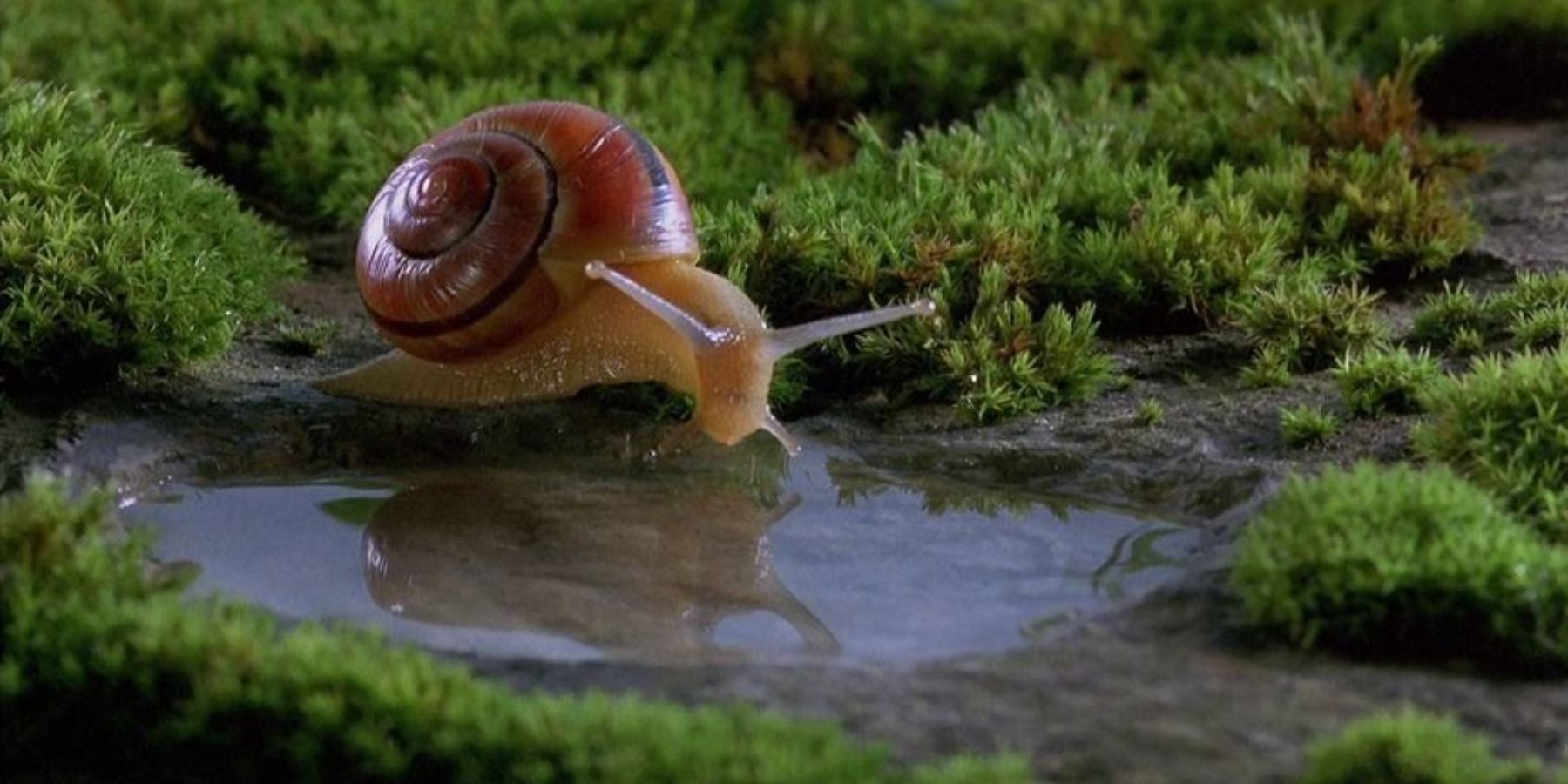 Nature Documentary Microcosmos snail