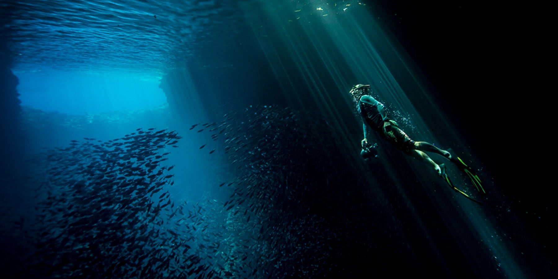 Nature Documentary Tales By Light under the water
