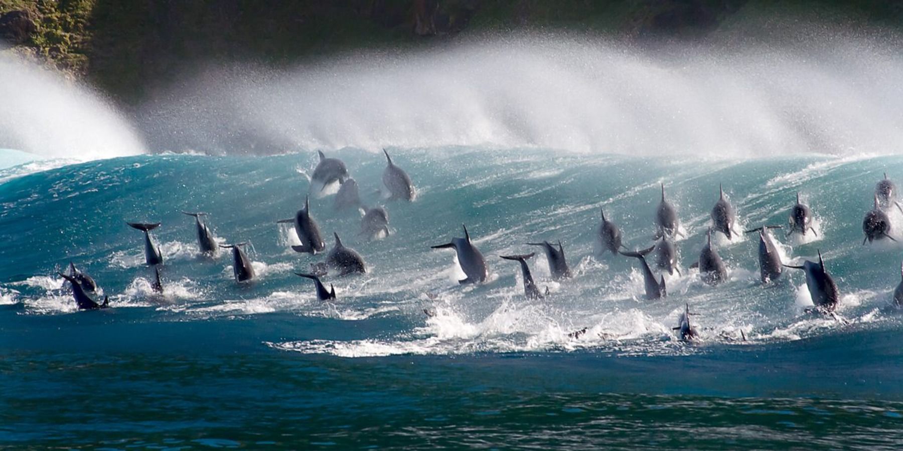 Nature Documentary The Blue Planet dolphins in the sea