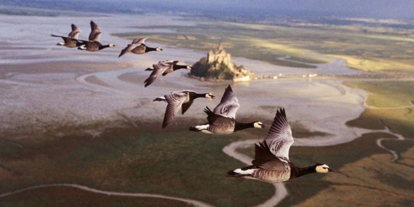 Birds flying together