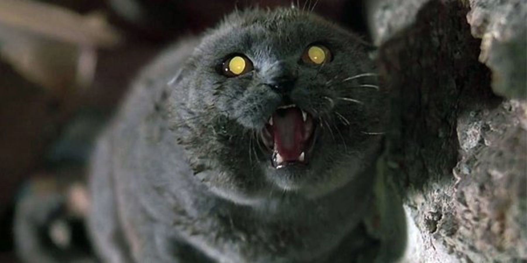 The cat Church in Pet Sematary (1989)