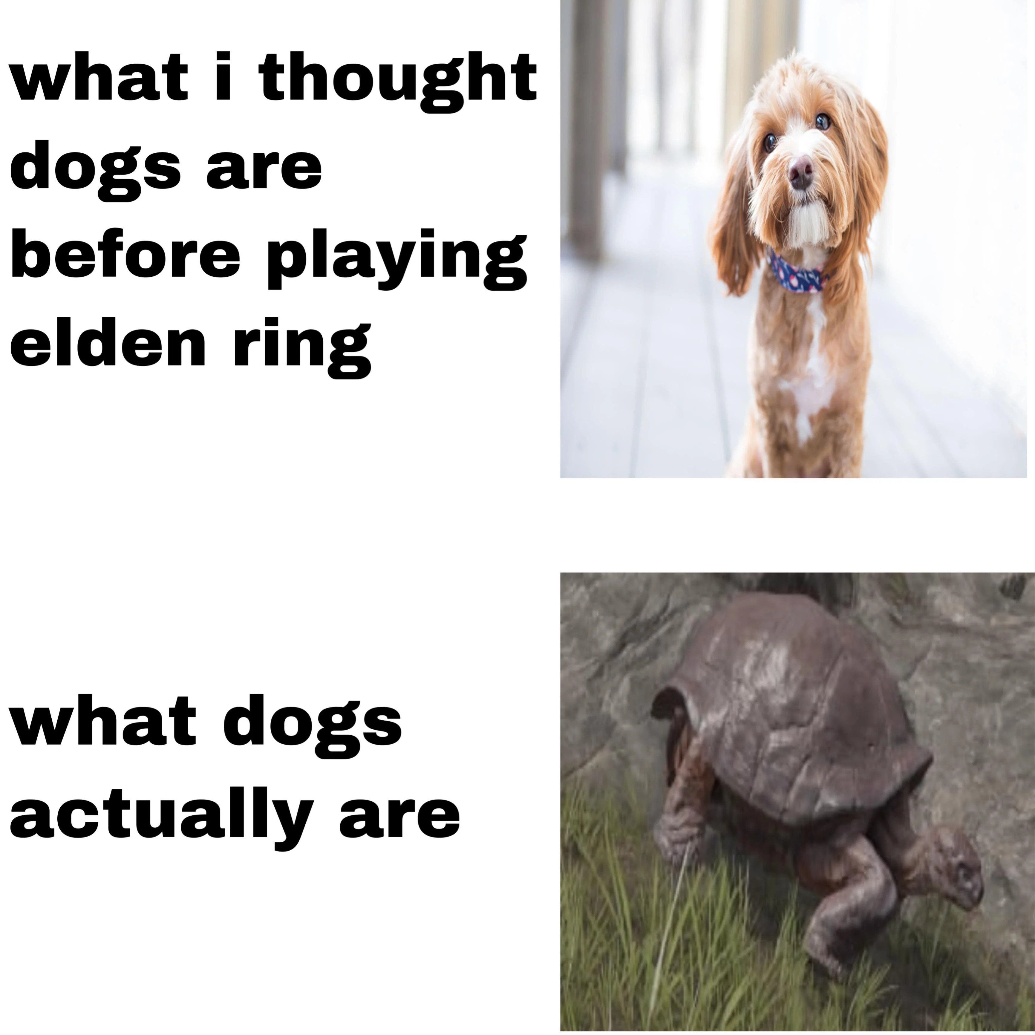 What Dogs Really Are Elden Ring