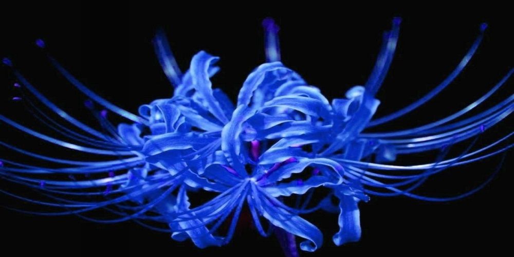 blue-spider-lilly