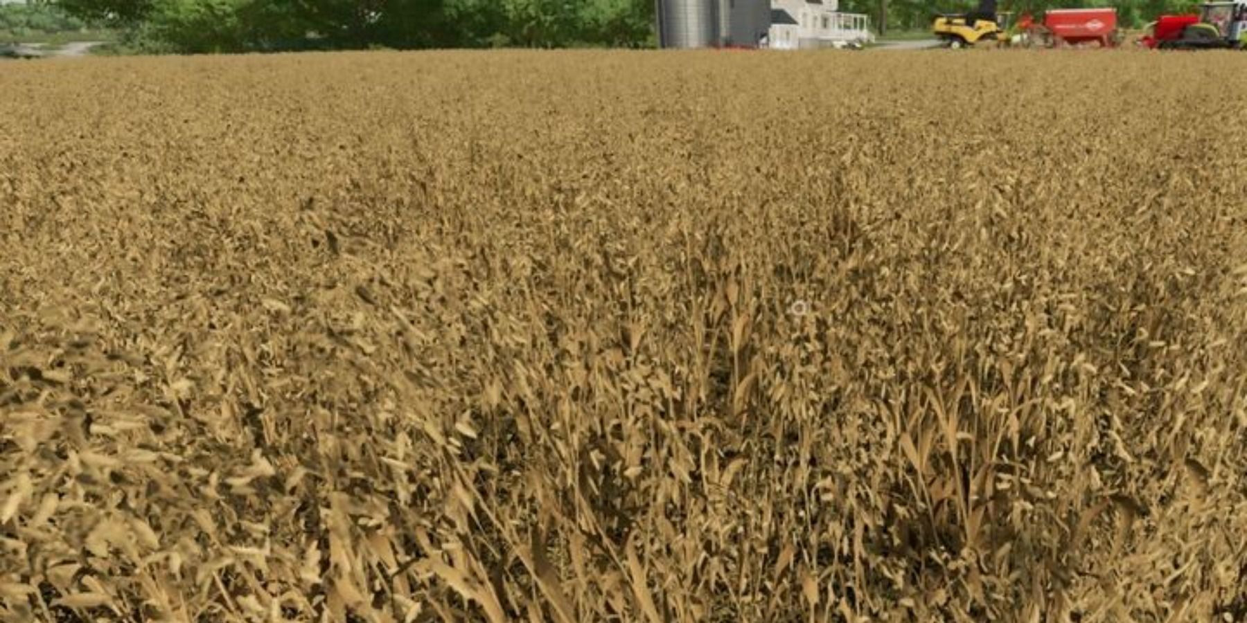 Barley crops