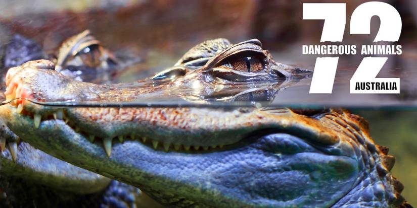 A Crocodile in 72 Deadliest Animals: Australia