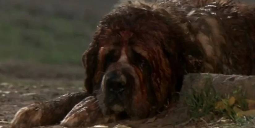 The dog lying down in Cujo