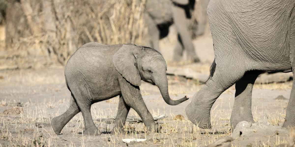 An Elephant in Surviving Paradise: A Family Tale
