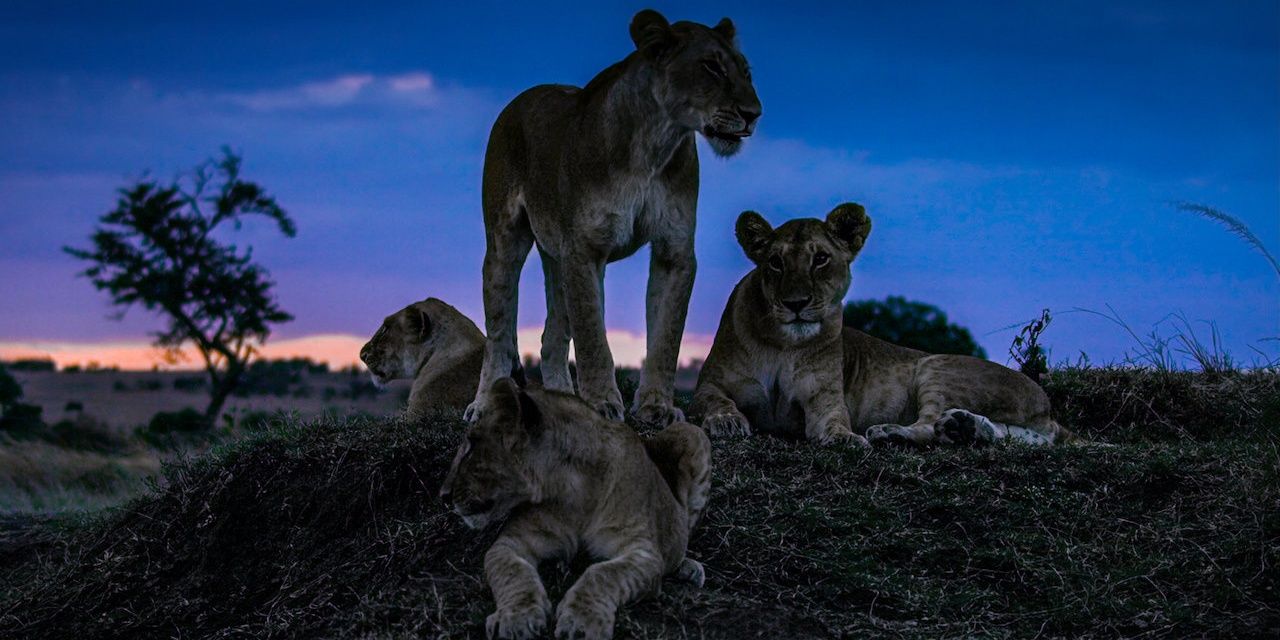Lions in Night on Earth