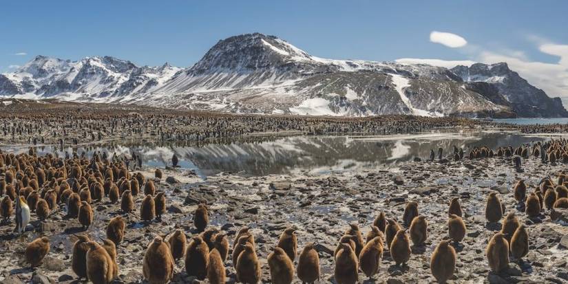 Penguins in Our Planet
