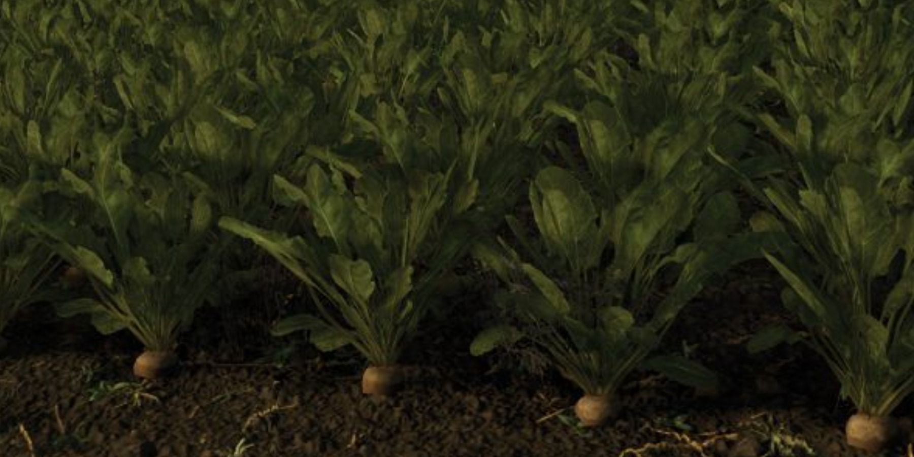 Sugar Beets crop