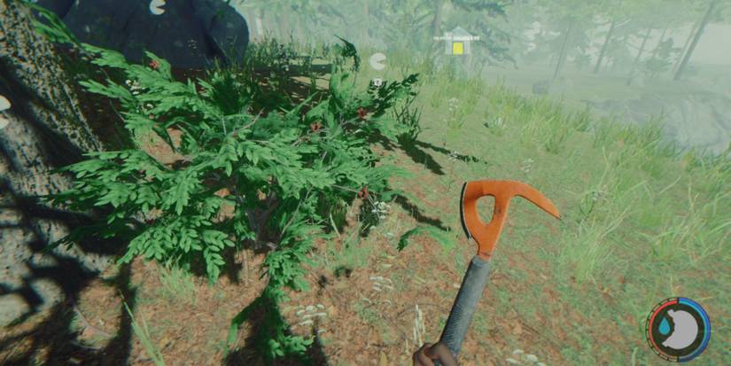 the forest poisonous berries