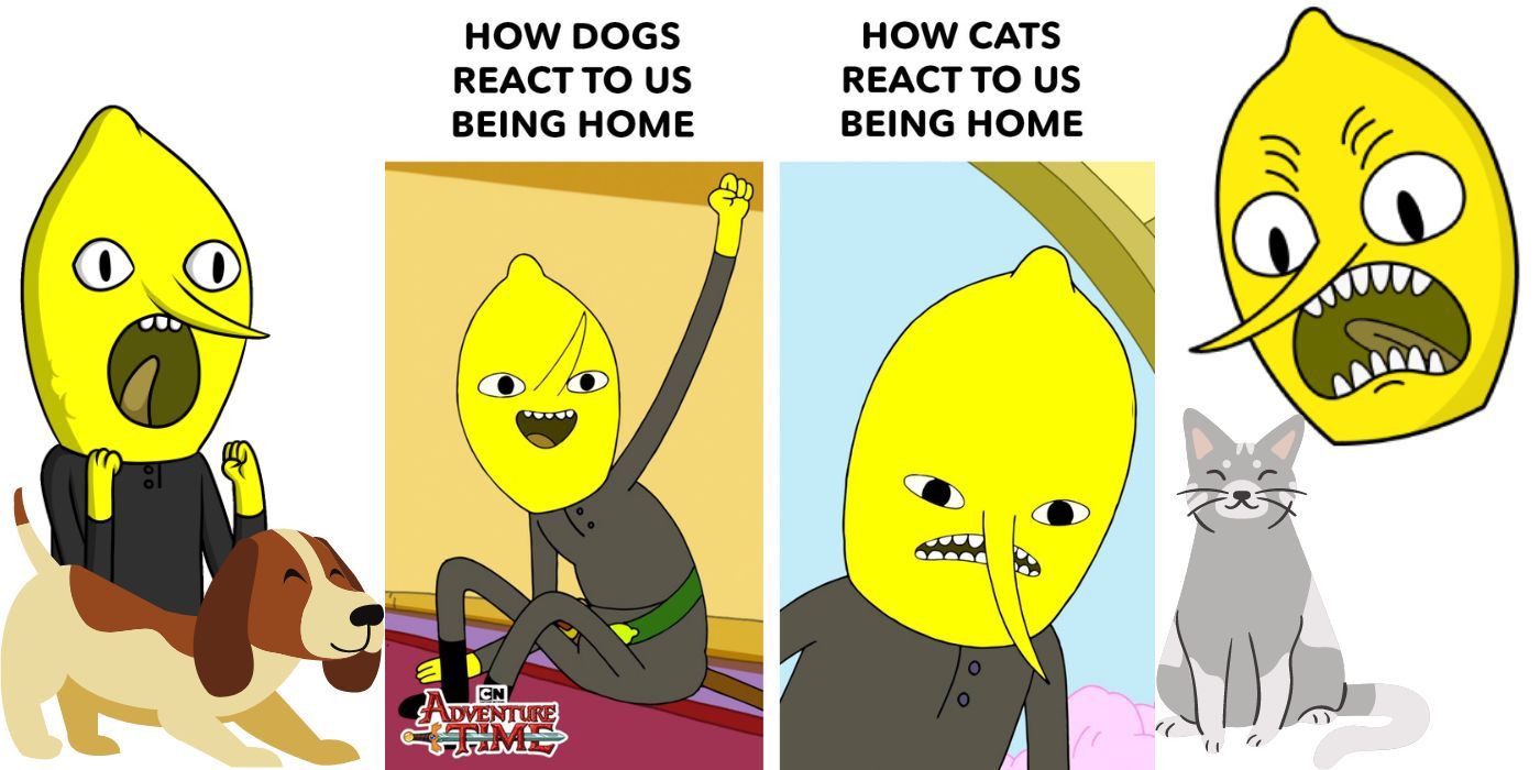Adventure Time Cats And Dogs Lemongrab Meme